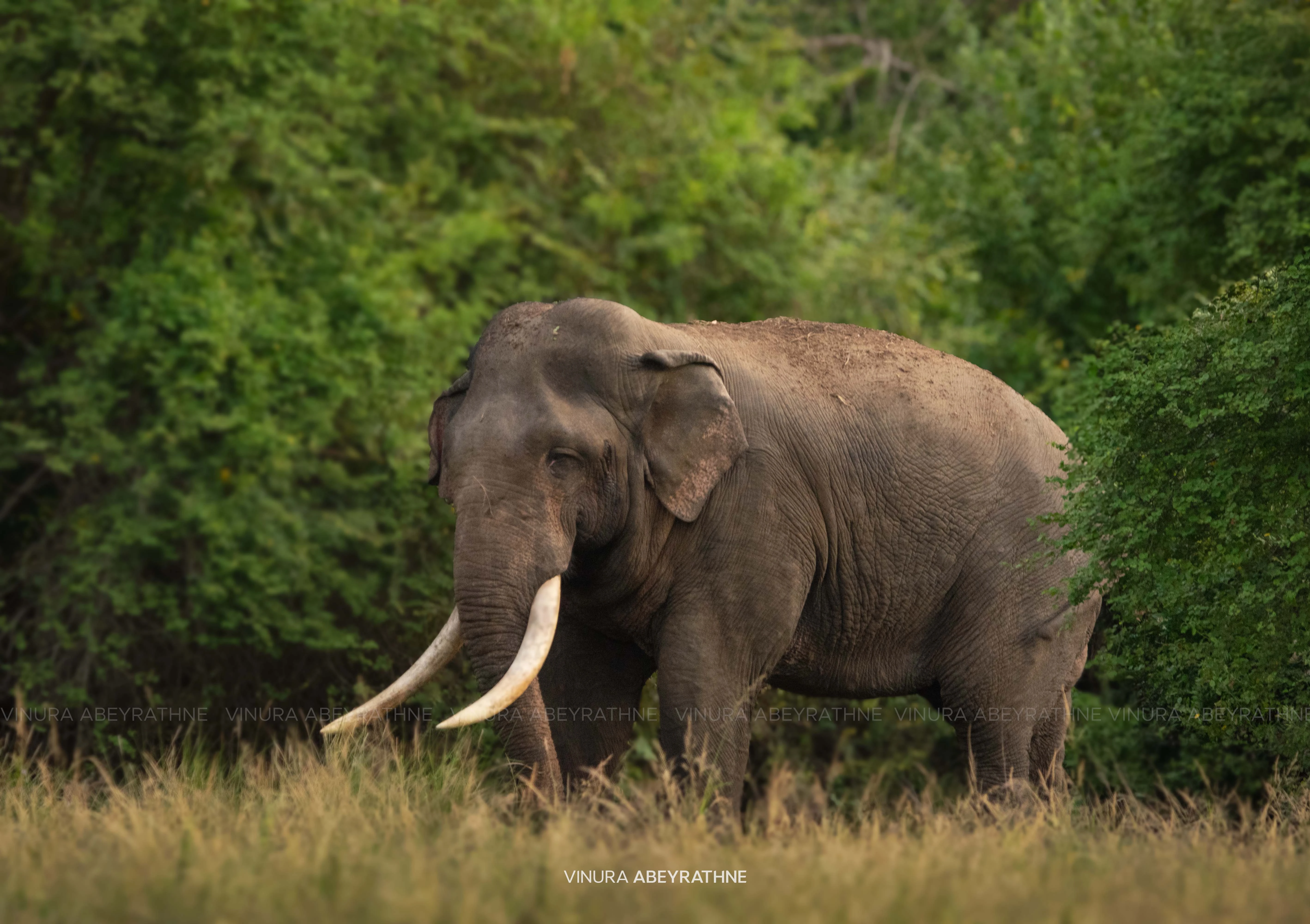 Elephants and community coexistence in Sri Lanka